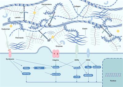 Extracellular matrix remodeling in the tumor immunity